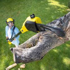 Best Stump Grinding and Removal  in Jenkintown, PA