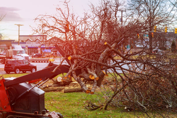 Best Seasonal Cleanup (Spring/Fall)  in Jenkintown, PA