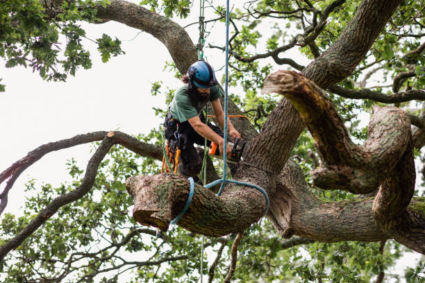 Best Tree Disease Treatment  in Jenkintown, PA