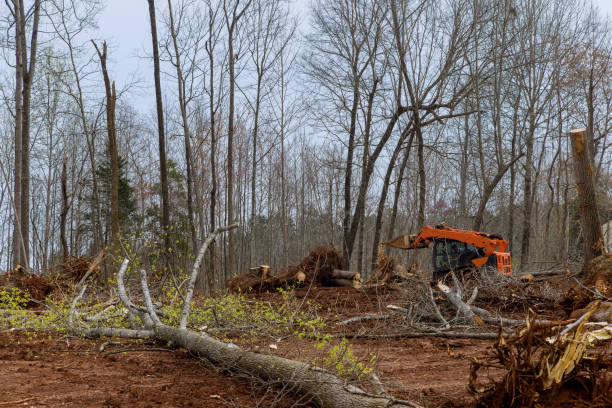 How Our Tree Care Process Works  in  Jenkintown, PA