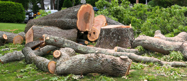 Trusted Jenkintown, PA Tree Removal Services Experts