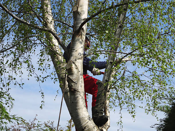 Best Emergency Tree Removal  in Jenkintown, PA