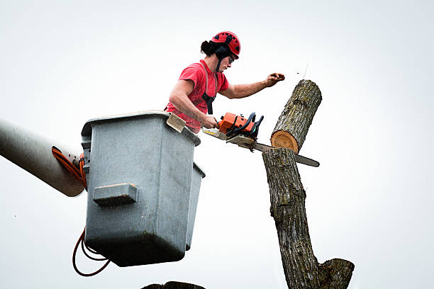 Best Utility Line Clearance  in Jenkintown, PA