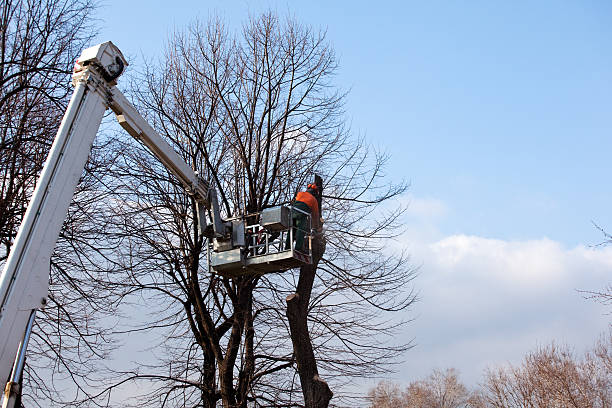 Best Commercial Tree Services  in Jenkintown, PA